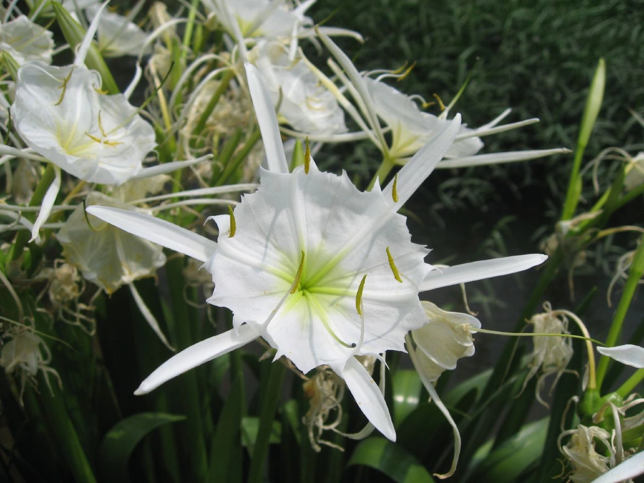 Where Do Cahaba Lilies Grow? Habitat and Growing Guide